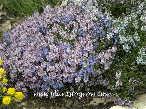 This garden had plantings of Veronica and they were just covered with flowers. (May 19)